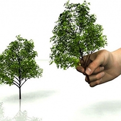 Сотрудники «Владимирэнерго» высадили более 37 000 деревьев
