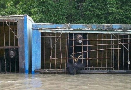 В Уссурийске оказался затоплен зоопарк, несколько животных погибли