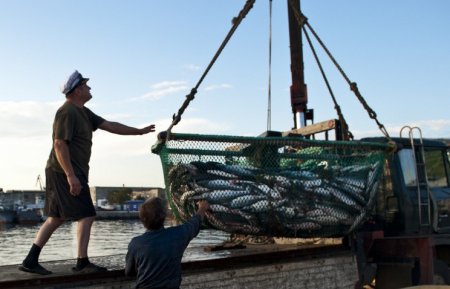 Два рыбодобывающих предприятия Сахалина выставили первые лоты на рыбной бирже
