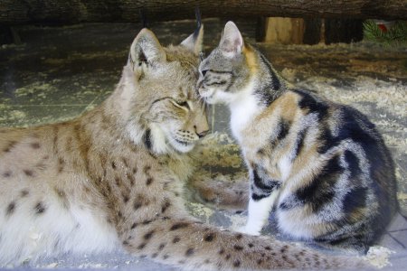 Невероятные пары в российских зоопарках (ФОТО)