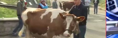 Ляшко рассказал о требованиях украинских коров
