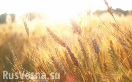 Россия может стать крупнейшим в мире экспортером пшеницы, — Financial Times
