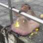 Власти Таиланда посадили на диету обезьяну, закормленную туристами (ФОТО)