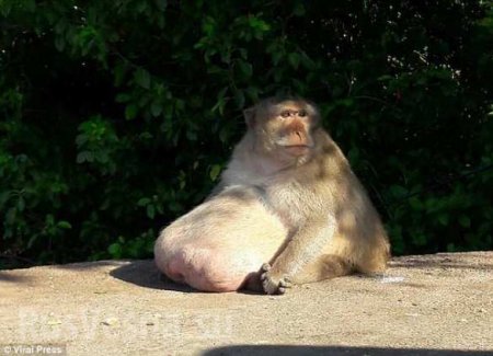 Власти Таиланда посадили на диету обезьяну, закормленную туристами (ФОТО)