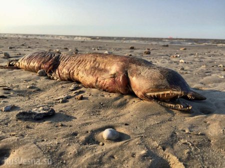 Ученые идентифицировали загадочное чудовище, вынесенное на берег в Техасе (ФОТО)