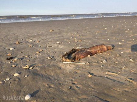 Ученые идентифицировали загадочное чудовище, вынесенное на берег в Техасе (ФОТО)