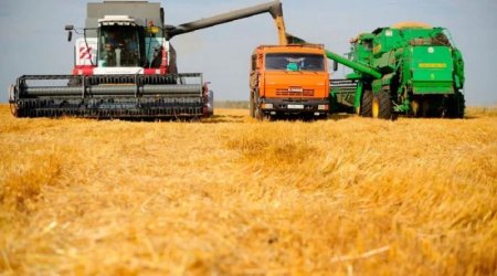 Урожай зерна в России на 100-летнем максимуме 