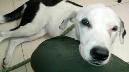 Брошенная в аэропорту собака умерла от грусти
