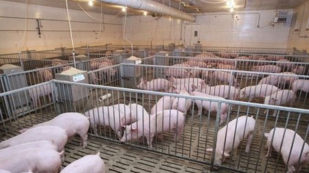 В Липецкой области запущены в эксплуатацию 2 свиноводческие фермы ООО "Отрада Ген"