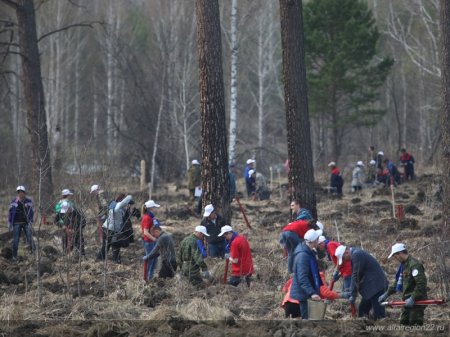 Живи, лес! В Алтайском крае высадили более 500 гектаров леса Лесоводство, Рыбоводство, Экология