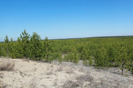 Живи, лес! В Алтайском крае высадили более 500 гектаров леса Лесоводство, Рыбоводство, Экология