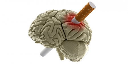 Ученые нашли расположение зависимости от никотина в мозге
