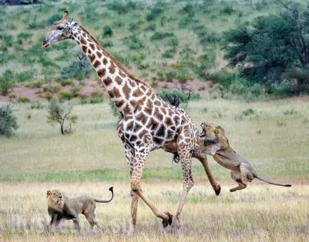 Выжившего в схватке с крокодилом жирафа съели львы (ВИДЕО)