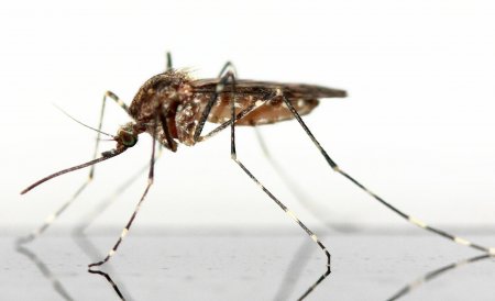 Новое устройство от Xiaomi за $10 отпугивает всех комаров