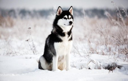 Ученые: Все американские собаки происходят от предка из Сибири