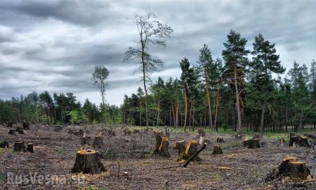 «Перемога»: Украина на первом месте по незаконным поставкам леса в ЕС