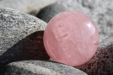 Ученые: Розовый оказался древнейшим цветом на Земле