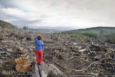 «Скандал международного уровня», — нардеп Берёза возмущён незаконной вырубкой украинских лесов