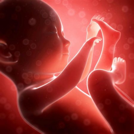 Ученые: Рожденные дети от замороженных эмбрионов чаще всего – девочки
