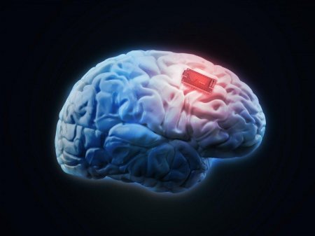 Ученые: В головном мозге обнаружен неизученный тип нейронов