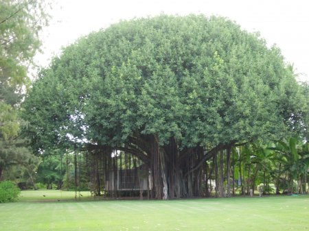 Учёные: Баньяновое дерево может улучшить память