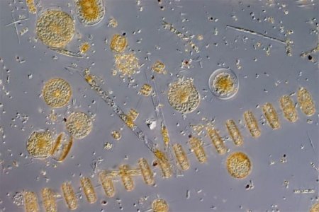 «Заражение произошло»: Океаны Земли «кишат» паразитами – ученые