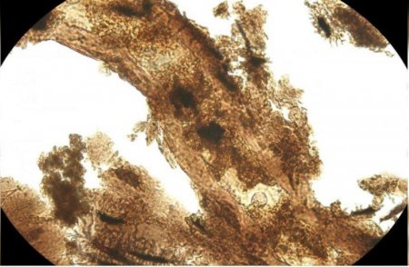 Ископаемые белки динозавров и сожженные тосты имеют сходные химические соединения