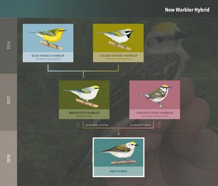 Орнитологи: Найдена уникальная птица - гибрид трех видов