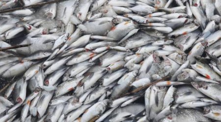 Скользкие пришельцы: Тысячи обезглавленных рыб всполошили немецких рыбаков