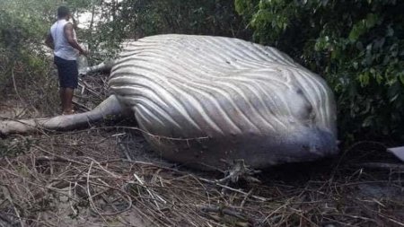 Загадочная смерть кита посреди глухого леса озадачила учёных