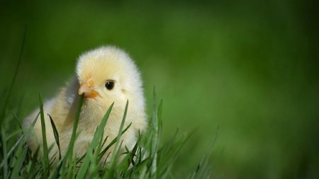 Восстание кур: Учёные объяснили поведение цыплят-убийц во Франции