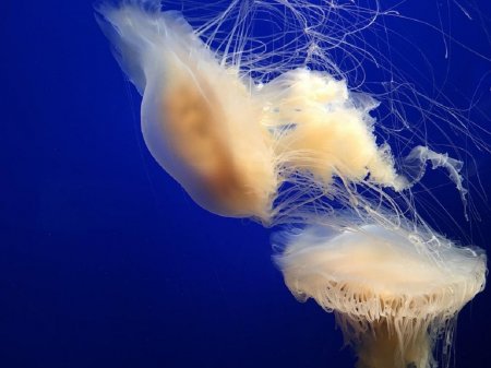 Вдохновлённые медузами: Учёные создали «электронную кожу», которая восстанавливается при намокании