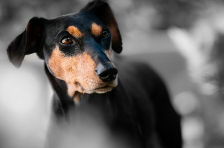 С точностью до 91%: Собаки могут распознавать болезни человека по запаху – Учёные