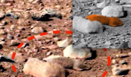 Апокалипсис на Марсе уничтожил не всех: Выжившая после атаки Нибиру белка попала на снимок NASA