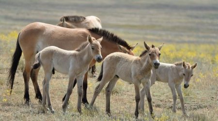 «Лошадиная» родословная: Анализ ДНК показал, что современная лошадь не имеет предков