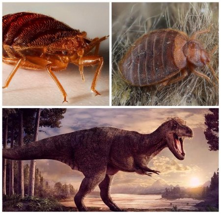 Доисторическая жизнь насекомых: Клопы пересекались с динозаврами