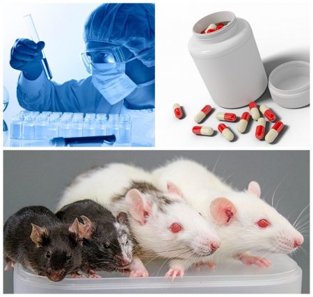 Мыши-химеры помогли найти «противоядие» болезни Дауна – медики