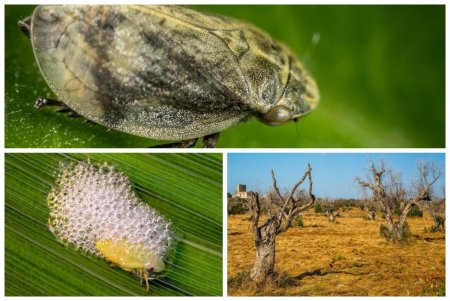 Охота на жуков: Учёные просят добровольцев следить за «плевками» насекомых