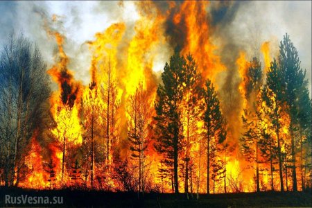 Сто три лесных пожара: После паводка в Иркутскую область пришла новая беда