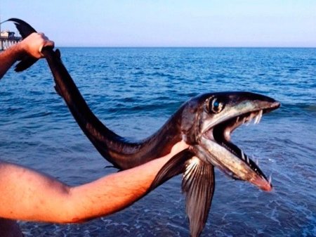 Акула с Нибиру напала на рыбаков! Шестиметровое чудовище поймали у границ России