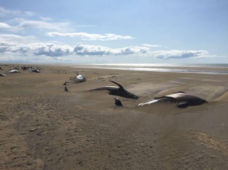 Инопланетный монстр устроил резню! Сотни мертвых китов обнаружили в Исландии