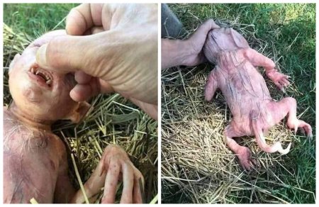 В Дагестане родился ребёнок-свинорыл: Пришельцы с Нибиру насилуют животных