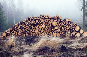Россия предложила Китаю подумать о сибирских лесах