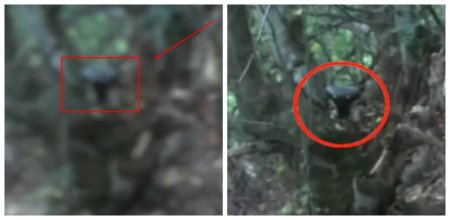«Заманивают в лес и похищают»: Туристу удалось сбежать из ловушки пришельцев