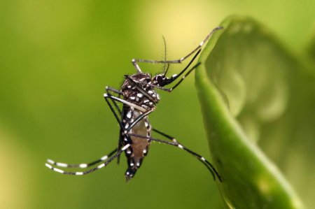 Эпидемия в Крыму! Заразители с Нибиру распространяют чуму через комаров – эксперт