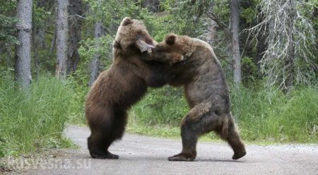 Редкие кадры: Жестокая хватка медведей гризли на шоссе (ВИДЕО)