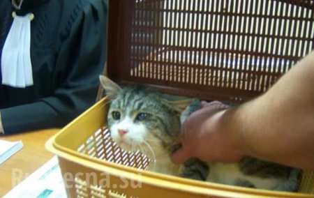 Кот, да не тот: «Пушистого-наркокурьера» подменили в суде (ФОТО)
