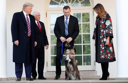 Трамп принял в Белом доме собаку, участвовавшую в ликвидации главаря ИГИЛ (ВИДЕО)