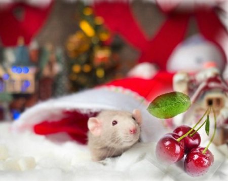 Вишенка на счастье: Какие ягоды приманят изобилие в Год Крысы