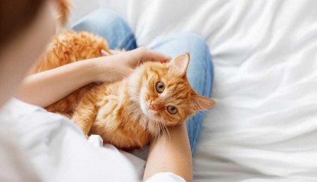 Лапками «мнут» – счастье зовут: Как котики притягивают удачу?